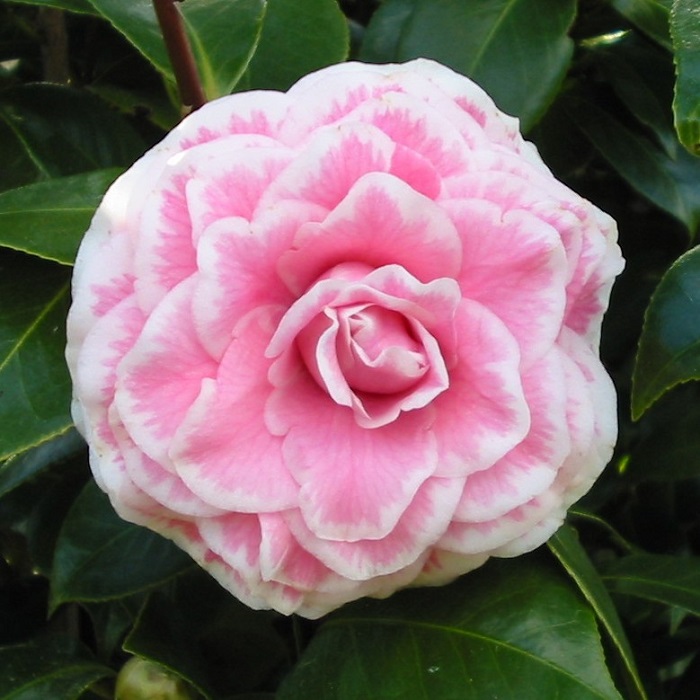 Camellia Tom Thumb